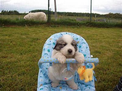 Adorable Great Pyrenees Puppies